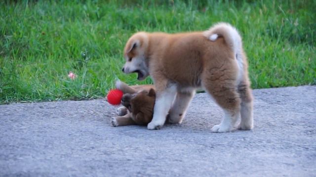 Щенки KIREY KAZOKU смотреть онлайн