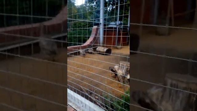 Липецкий зоопарк 1 сериъяэ смотреть онлайн