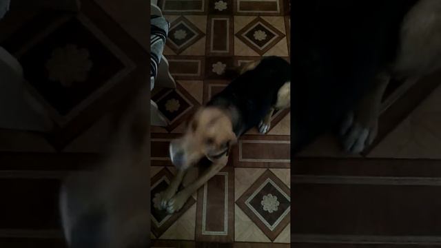 Приезда гончей! смотреть онлайн