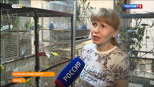 Пернатая коллекция Светланы Хабаровой: чем интересны волнистые попугаи смотреть онлайн