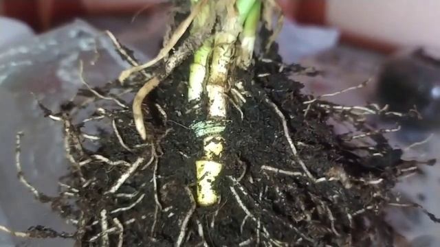 Косая монстера в пеностекле.Такой посадки не было ещё ни у кого. Monstera Monkey Leaf On Vortex.