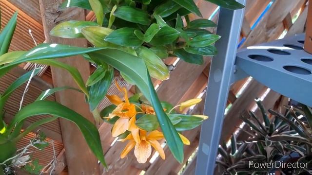 Орхидеи в июле, или забытые в июне. Фаленопсис, Променея, Арундина, Энциклия Мария, Ден. Стардаст смотреть онлайн