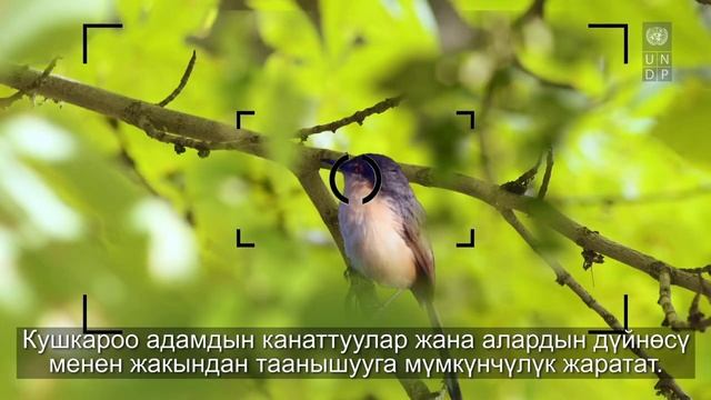 Западно-Тянь-Шанский бёрдвотчинг / Батыш Тянь-Шандагы кушкароо смотреть онлайн