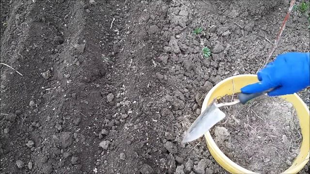 Посадка гладиолусов в открытый грунт, обработка от болезней смотреть онлайн