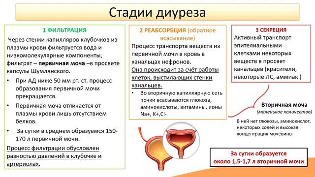 Процесс мочеобразования