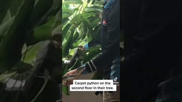 Coastal Carpet python catch смотреть онлайн