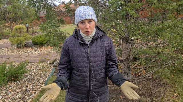 Отличная зимовка роз! Правильно выбираем сорта роз | Моя техника и секреты качественного укрытия смотреть онлайн