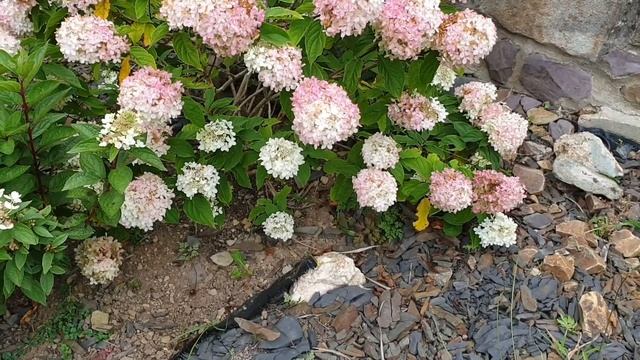One year later Hydrangea magical vesuvio смотреть онлайн