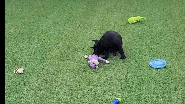 ☆BANDIT☆ Black Belgian Malinois Male Puppy смотреть онлайн