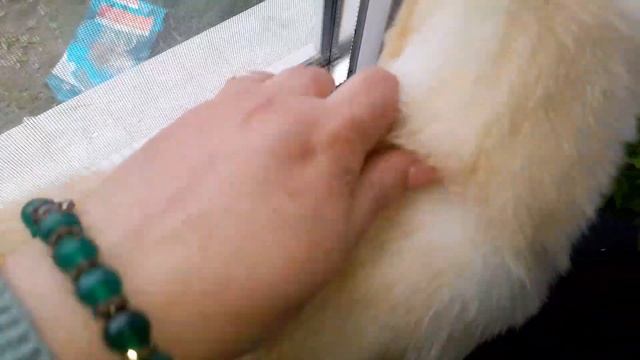 СИМБА? НАУЧИЛСЯ ЧИСТИТЬ ЗУБЫ И ОТЖАЛ У СЕРГЕЯ ЗУБНУЮ? ЩЁТКУ?. МОЯ РАСПРЕКРАСНАЯ РАССАДА? смотреть онлайн