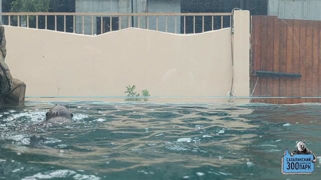 Выдра Колян в Сахалинском зоопарке смотреть онлайн