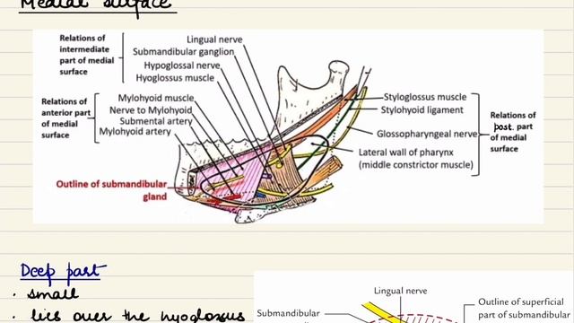 Anatomy of Submandibular Gland смотреть онлайн