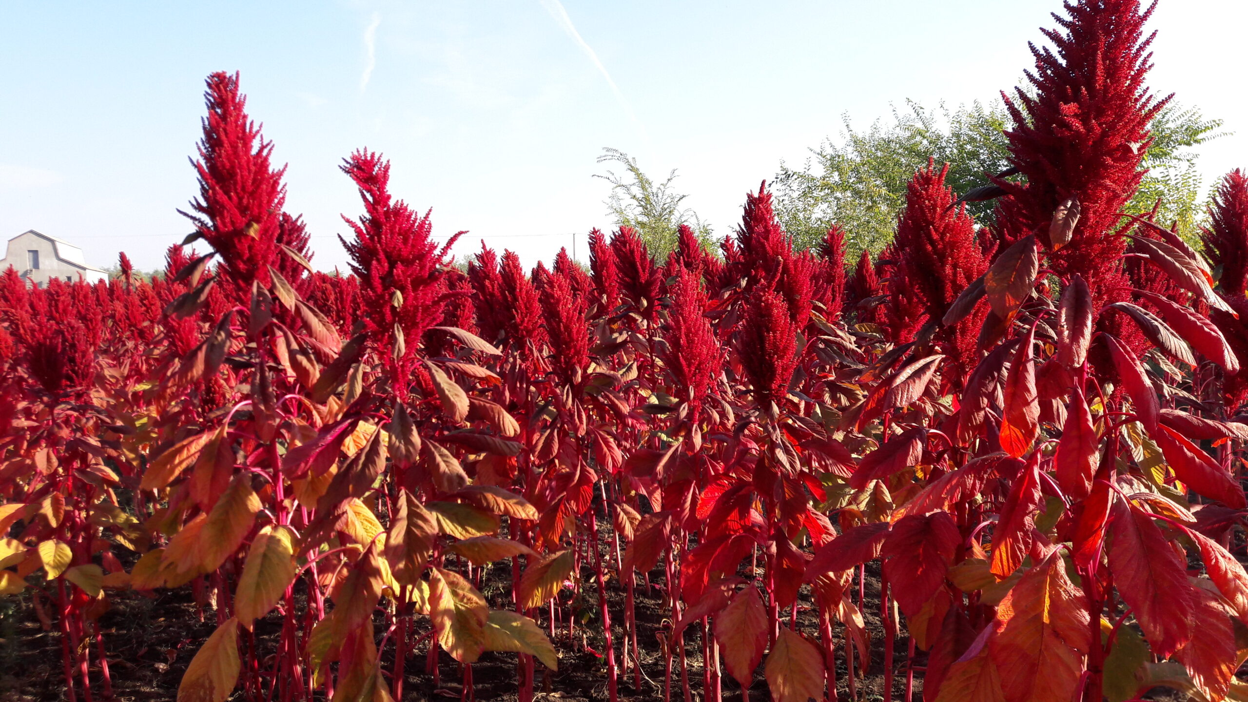 Технология выращивания амаранта смотреть онлайн