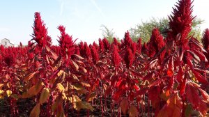 Технология выращивания амаранта