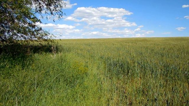 Засеянные поля смотреть онлайн