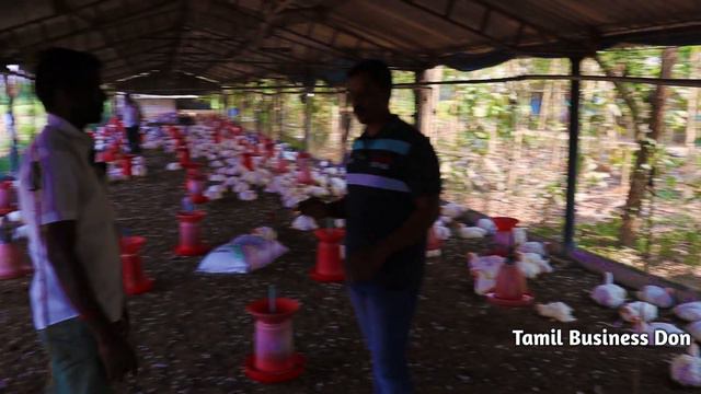 BROILER CHICKEN BUSINESS TAMIL/பிராய்லர் கோழி வளர்ப்பு/கோழி பண்ணை/ kozhi valarpu/NATTU KOZHI VALARP смотреть онлайн