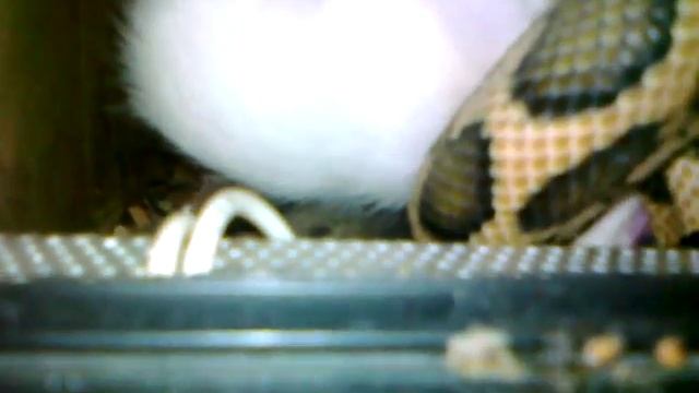Morelia spilota mcdowelli - feeding смотреть онлайн
