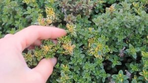 Почвопокровные: Тимьян лимонный (чабрец) ноябрь