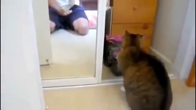 Приколы с кошками, нарезка приколов про кошек.Ради смеха) смотреть онлайн