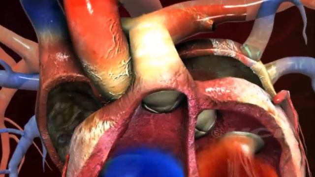HCL Learning | Structure of the Human Heart смотреть онлайн