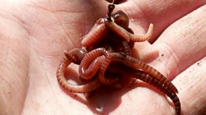 Как сделать навозного червя ещё более уловистым.