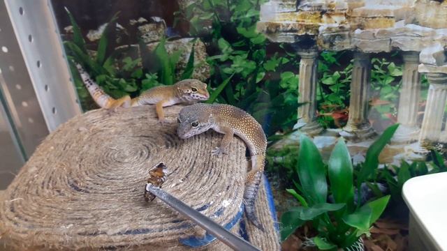 Геконы (эублефары и бананоеды) хороший аппетит смотреть онлайн