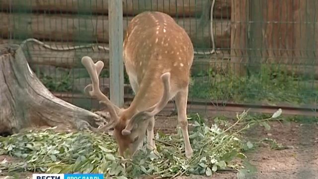 В Ярославском зоопарке вновь родился альбинос смотреть онлайн