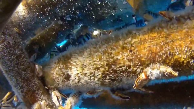 Бамбуковые плотики на Бали смотреть онлайн