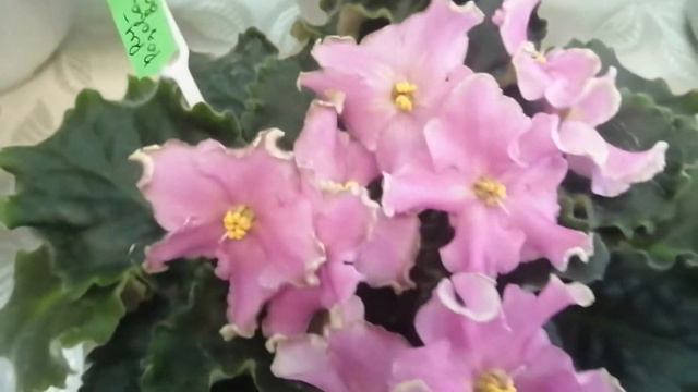 Выставка фиалок в г. Новокузнецке 2021г смотреть онлайн