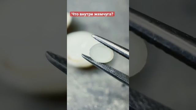 Что внутри жемчуга? По легенде там должна быть песчинка, но так ли это? смотреть онлайн