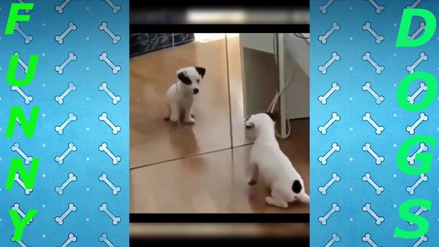 Лучшие приколы 😂 Ржака 😂 Смешные животные 😂 Тест на психику смотреть онлайн