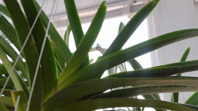 Как мы выращиваем ванды в нашем "Доме орхидей" смотреть онлайн