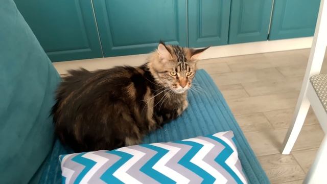 КОТ С ХОРОШЕЙ ПАМЯТЬЮ смотреть онлайн