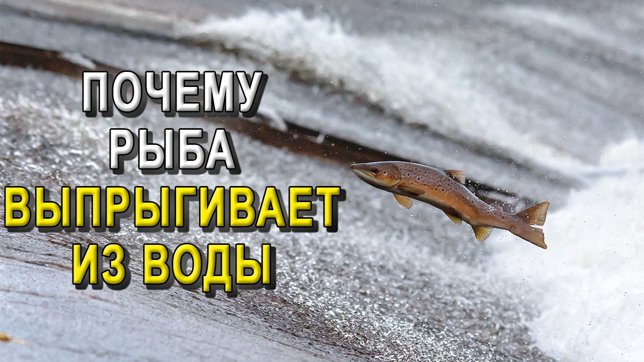 Почему рыба выпрыгивает из воды? смотреть онлайн