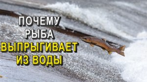 Почему рыба выпрыгивает из воды?