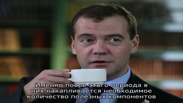 Можно ли использовать алоэ в лечении гастрита? смотреть онлайн