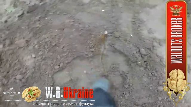 Грецкий орех Кочерженко. Закладка трехлеток от Walnuts Broker Part - #1. 2020 #ГрецкийОрехКочерженк