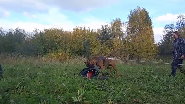 Вот это мощь ?Тоса-ину. Буцефал. 82 кг вес. 3 годика. Малыш ? смотреть онлайн