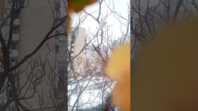 Птицы боятся новой кормушки , Воробьи и их страхи смотреть онлайн