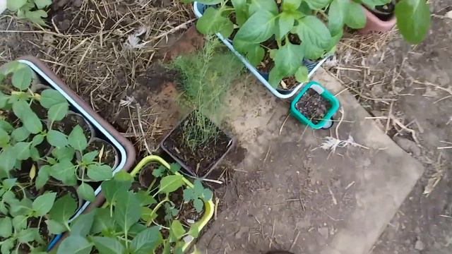 Рассада в теплице/уже ем рукколу! смотреть онлайн