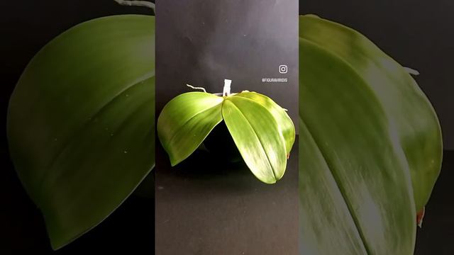 🌿phalaenopsis ld giga king🌿 смотреть онлайн