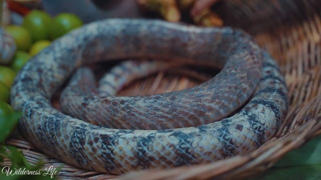 Amazing Catch Big Snake by Hand n Cooking to Survival in Forest смотреть онлайн