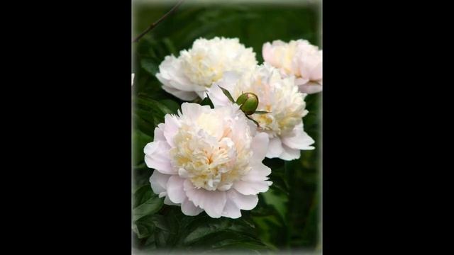 с праздником весны милых дам смотреть онлайн