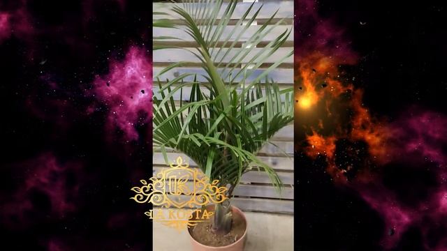 Маскарена Лагеникаулис или Гиофорба