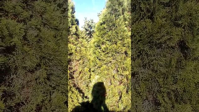 Большие большие пушистые деревья