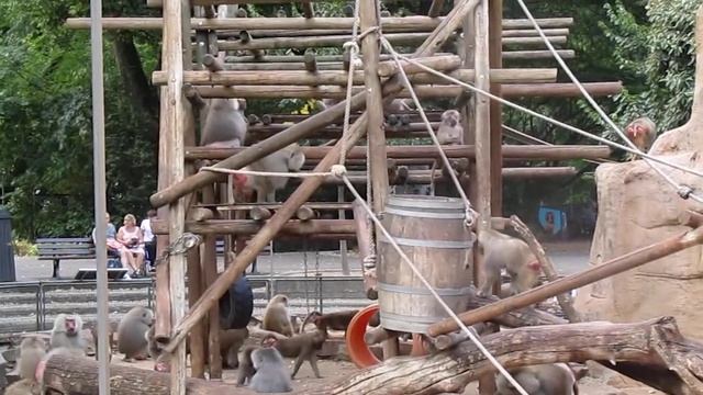 Зоопарк в Кельне смотреть онлайн