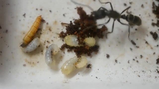 Как личинка муравья превращается в КОКОН. Муравьи Neoponera villosa смотреть онлайн