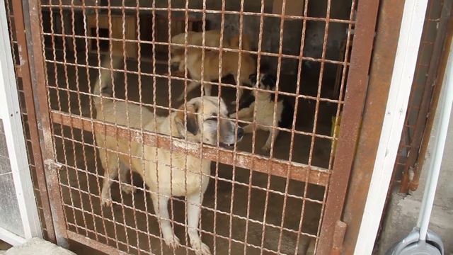 Женщина в Баку, которая держит 40 собак, недовольна решением суда