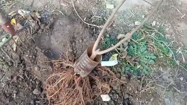 інжир : посадка молодого саджанця. смотреть онлайн