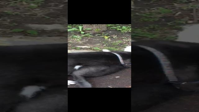 Акитёныши на прогулке